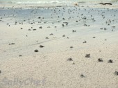 Dogs Bay Beach, la zona ha importanza internazionale per le sue caratteristiche ecologiche, geologiche e archeologiche rare ed interessanti